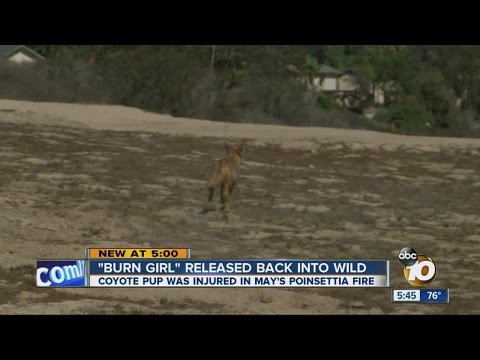 Coyote burned in Poinsettia Fire returns to wild