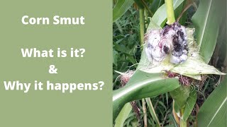 Corn Smut, What is it and why does it happen