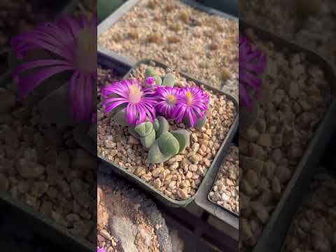 Gibbaeum dispar ( Aizoaceae ) a South African gem with a dazzling floral display. #wintergrowers