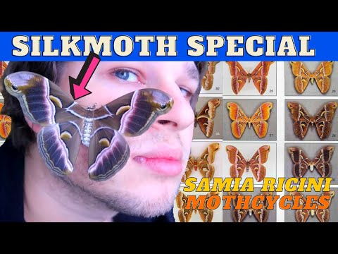 How to Breed: Eri Silkmoths - Samia ricini - MothCycles ft Bart Coppens /  PATREON Special