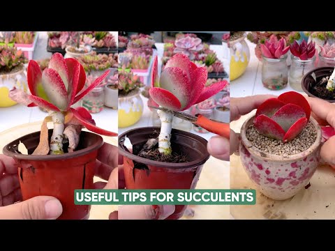 Einfache Pflege von Sukkulenten für AnfängerNächste SeiteSukkulenten