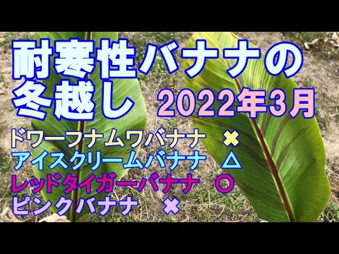 バナナの木を寒さに耐えて越冬させるための役立つヒントはありますか?  庭園