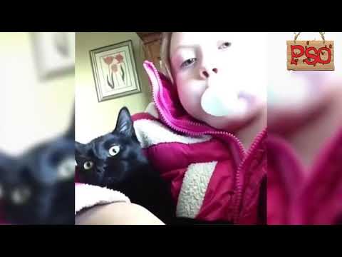 Коты с озвучкой 2019-2018, ЛУТШИЕ ПРИКОЛЫ 2019 ГОДА