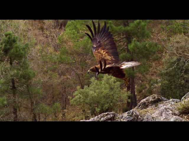 Vídeo relacionado con Trilogía Naturaleza Ibérica: Guadalquivir + Cantábrico + Dehesa [Blu-ray]