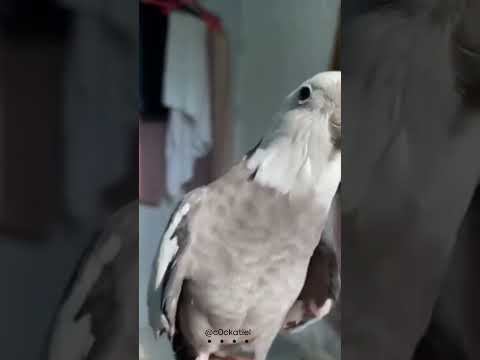WHITE FACE COCKATIEL SINGING SONG
