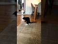 Super Funny Baby Tuxedo Cat Plays With Hairpins Kitten Fun Viral Shorts Shortvideo Catvideos