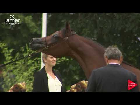 N.20 D SEENEYYAH - Strohen 2019 B Int - 3 Year old Fillies (Class E)