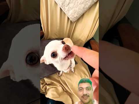dogi ka kuchi kuchi pyar 🤣 #funny #pets #nest #trending #comedy #viral #dog #reels #shorts #puppy