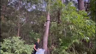 Koala Conservation Australia - Laurieton Saint Josie Release - June 2024