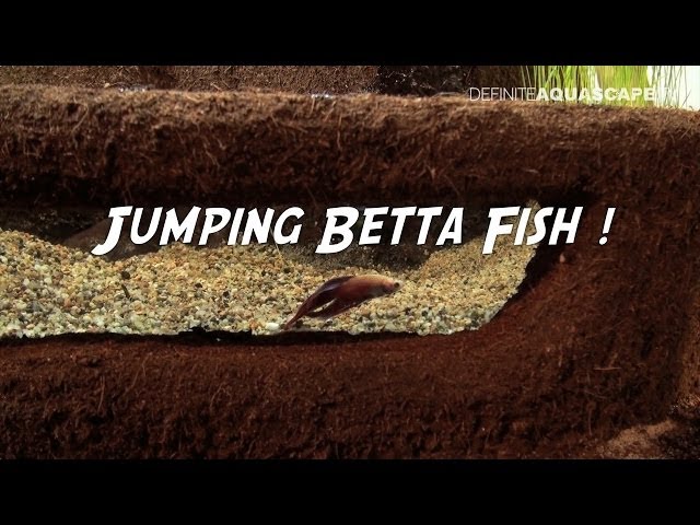 Jumping Betta fish - ZooBotanica 2013