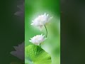 Old Song Status Full Screen 90s Song 4k ️ Full Screen WhatsApp Status 90s Song Status Shorts