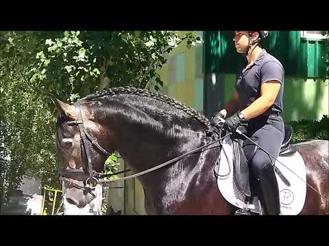 Andalusian horses. For sale, he can be the horse of your dreams