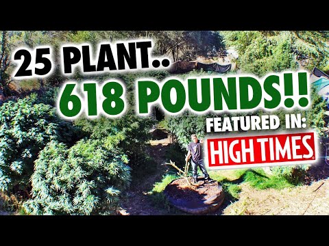 25 Plant 618lb. Mendo Dope Marijuana Garden featured in High Times Magazine.