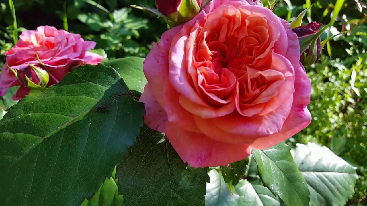 Роза Mary Ann _18.07.2017_1080HD