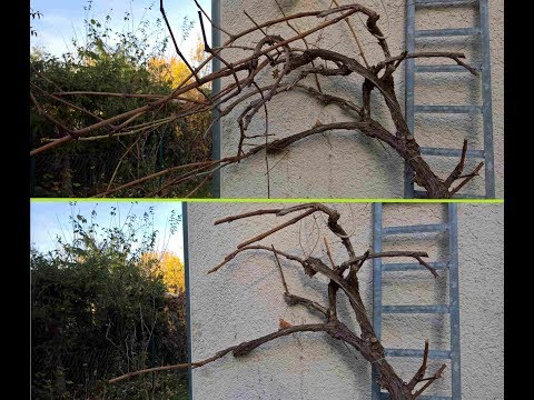 Wein einfach selber schneiden (Tutorial 2018) | Frau W. Niemand