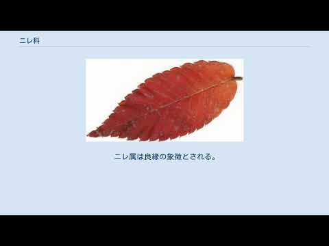 フィールドニレ 植物