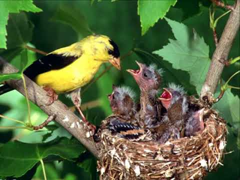 CUMBIA PASSARINHO ORIGINAL