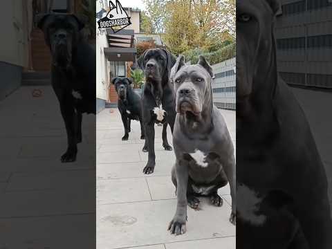 Most Aggressive Cane Corso vs Great Dane Military Dogs #dogs #dog #dogshorts