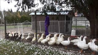 Drake Selection On The Dreaded Cull Day #201 Raising Ducks Day 121