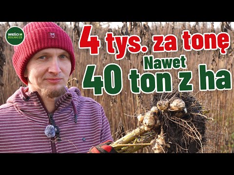 Sadzisz raz, zbierasz całe życie. Towar znika szybciej, niż zdąży się go wykopać