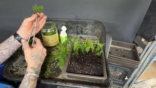 Bonsai Made Easy: Grow Your Own with Itoigawa Cuttings (2025)