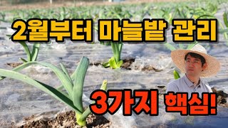 마늘밭·양파밭 2월부터 3가지만 지키면 튼실하게 잘 자랍니다