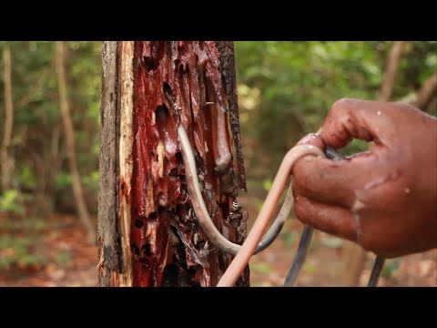 Você conhece o Turu? #PapoCultural