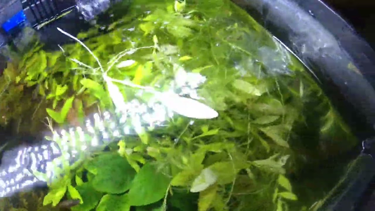 poda de cola de zorro @el buen consejo de un acuarista