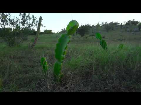 Jardín de Cactus, Granma, FitCuba2026