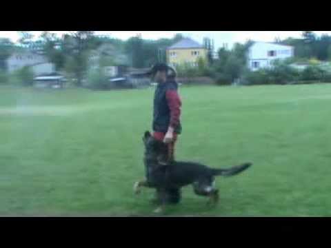 Da Vinci z Jukasu - obedience - 18 months