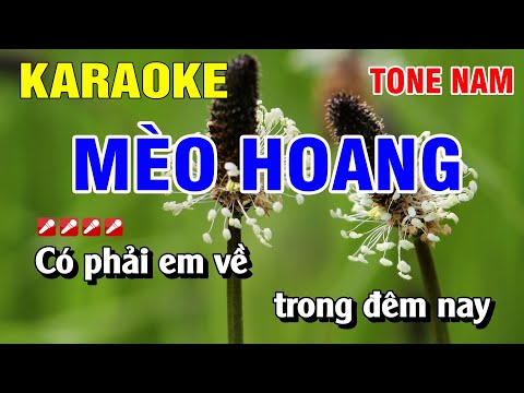 Karaoke Mèo Hoang Tone Nam Nhạc Sống | Nguyễn Linh