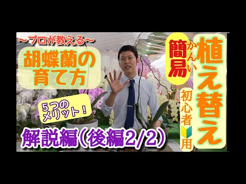 冬に蘭の世話をするにはどうすればよいですか？力強く成長するための5つの重要なステップ  庭園
