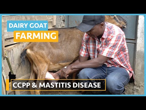Dairy Goat Farming Lesson 1 Course Outline