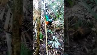 Download lagu Memikat Kolibri wulung.. 👍👍🙏 mp3