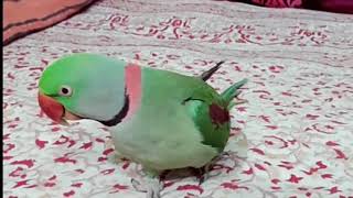 talking parrot in hindi