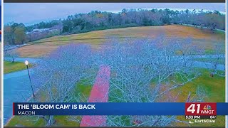 Macon Bloom Cam is back to show you blossoms in real-time
