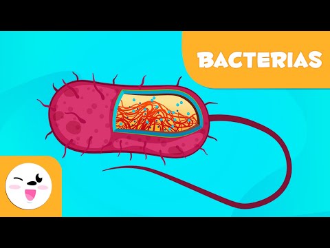 ¿Qué son las bacterias? - Ciencias para niños