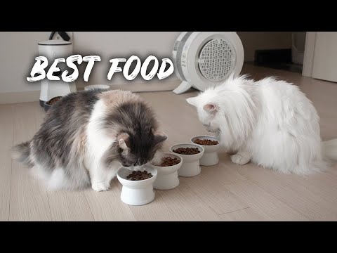 Cats choosing the best food | Norwegian forest cat