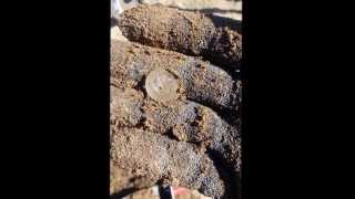 preview picture of video 'Metal Detecting: Dahl Beach, Gladstone Oregon'