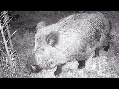 Darum braucht jedes Revier einen starken Keiler