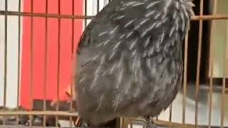 Download lagu Cucak rowo ropel mp3