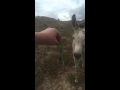 The Ass Selfies With Donkeys