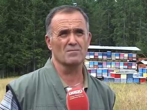 PČELARSTVO ZAVAIT KOD FOČE