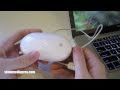 Мышка Apple A1152 MB112ZM/C White USB - видео