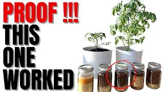 Use This Fermented DIY Fertilizer For Explosive Growth ( 100X Tomato Growth )
