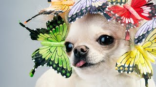 Cachorros, Gatos e Pets Divertidos e Engraados. Lindos Pets - Parte #8