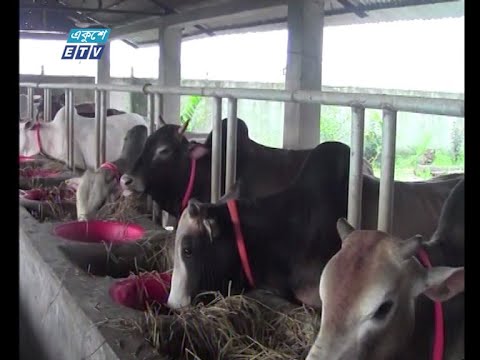 রংপুরে প্রায় ৪ লাখ গরু বিক্রি নিয়ে শংকায় খামারীরা