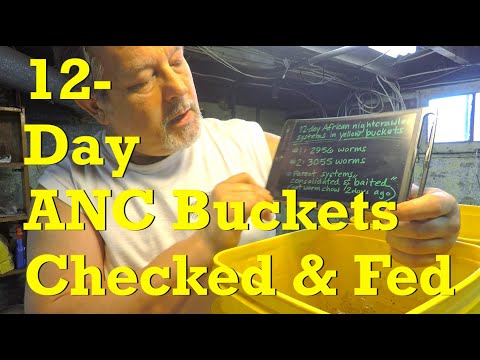 Feeding ANC worms in 12-day yellow buckets & check-in on stragglers - vermicompost