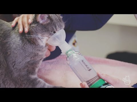How to Use a Feline Aerosol Chamber at Home