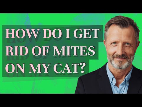 How do I get rid of mites on my cat?